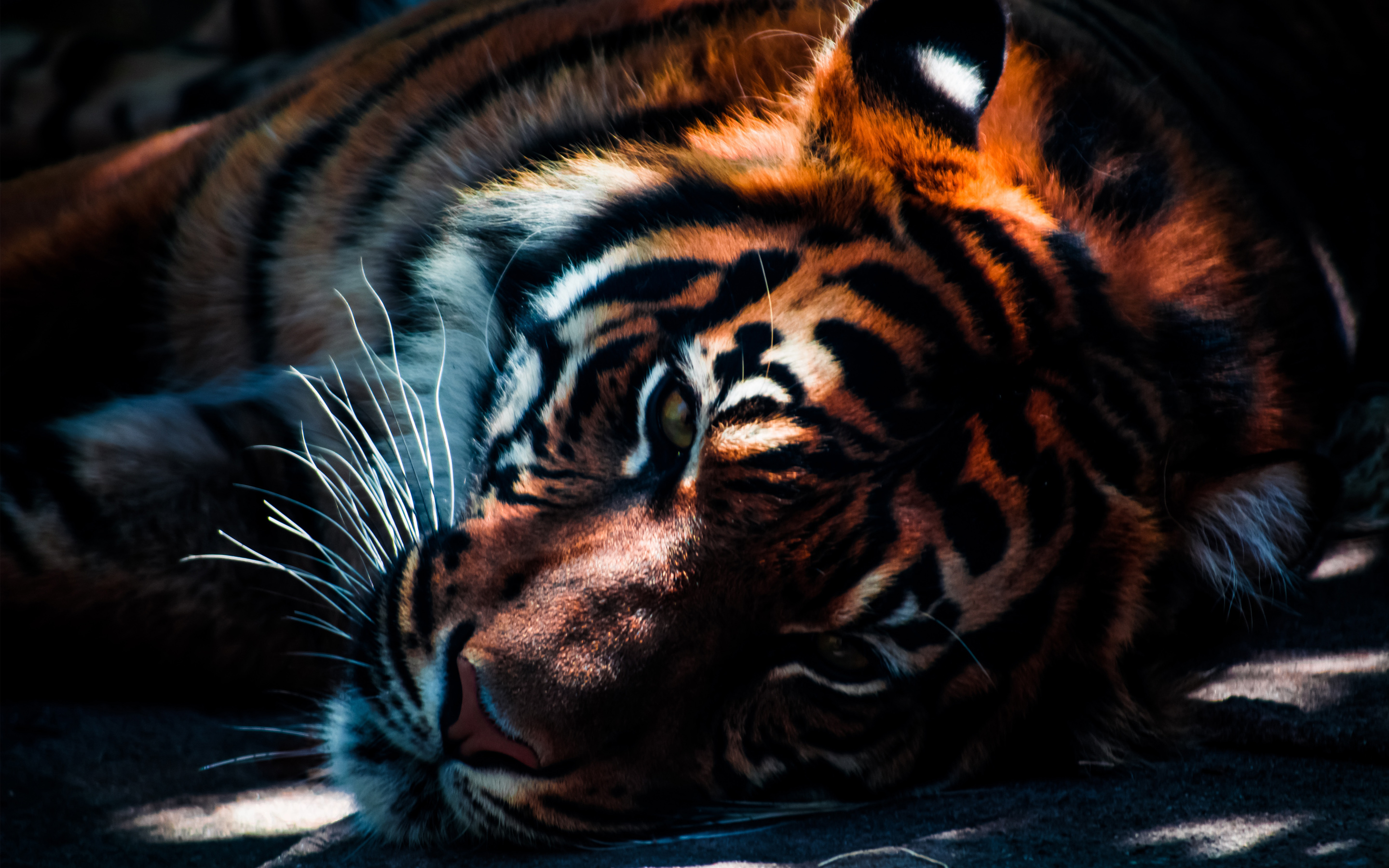 Tiger Closeup1692810937